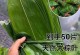 粽叶的香气（围绕着回忆的故事）