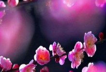 春天的约定（自然与人类之间的故事）