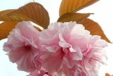 春天里的百花园（鲜花盛开，生命绽放）