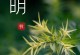清明祭扫，寄思念于故土（清明节，追忆逝者的深情缅怀）