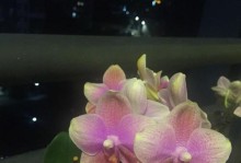 “花开之时，万物复苏——一个生命之花的故事”（用生命的方式去开花，让美丽永远存在）